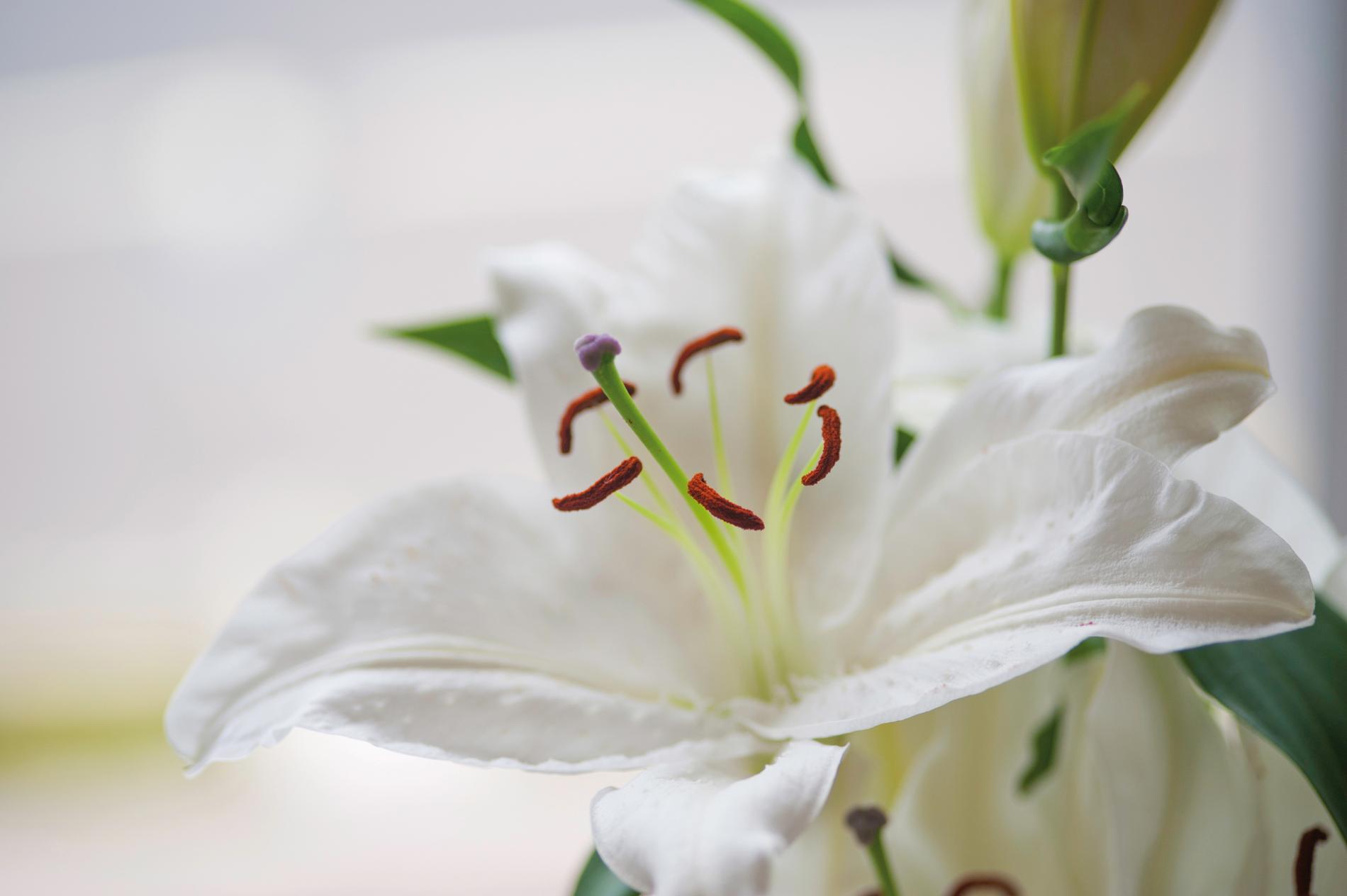 A close up of a lily