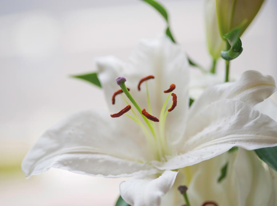 A close up of a lily